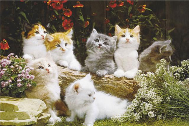 Marcos para cuadros laminas enmarcados, Baby cats
